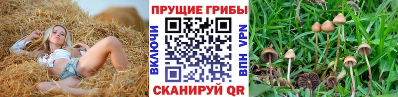 Галлюциногенные грибы GOLDEN TEACHER  ОМГ ОМГ как войти  Таштагол 